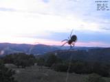 20 : 32
